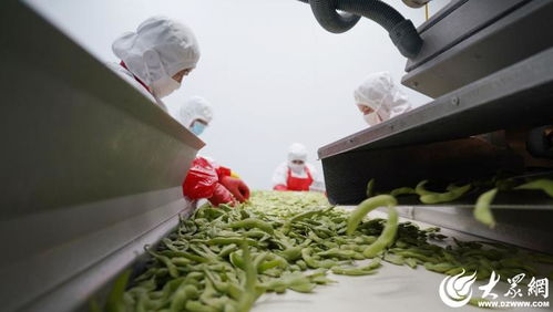 山東沂南 小果蔬撬動大產業，食品包裝機械助力騰飛